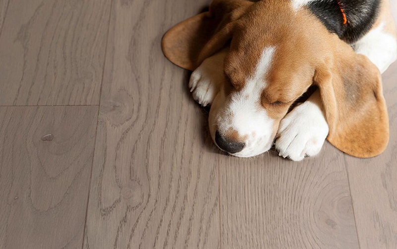 追尋自然的蹤跡，得高Parky環保地板 圖片3