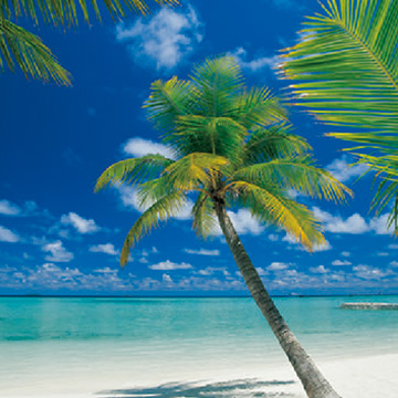 第十五卷,亞里環礁4-883,進口地板